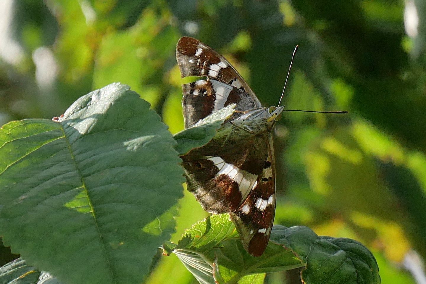 Purple Emperor - Andrew Nield